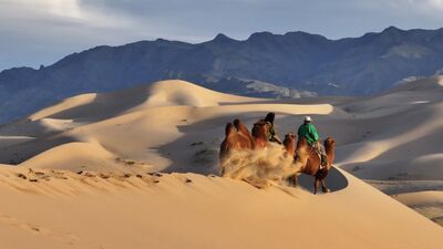 LIQUI MOLY Extreme_Camels on Sand Dunes in Gobi.png